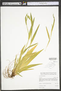 Carex albursina image