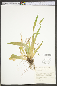 Carex albursina image