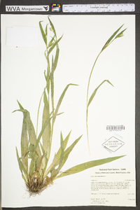 Carex albursina image