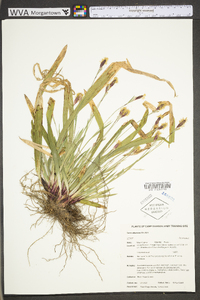 Carex albursina image