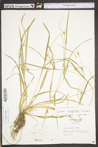 Carex grisea image