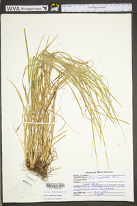 Carex grisea image