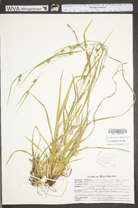 Carex grisea image