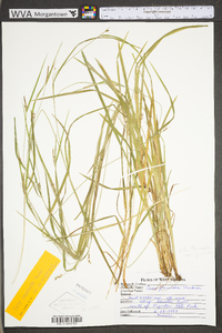 Carex glaucodea image