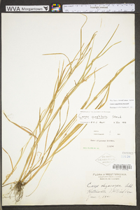 Carex grisea image