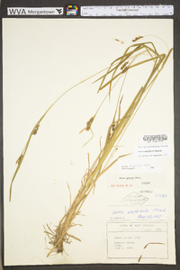 Carex grisea image