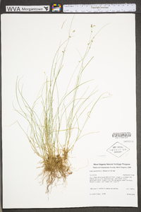 Carex appalachica image