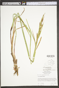 Carex aquatilis var. aquatilis image