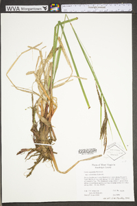 Carex aquatilis var. aquatilis image