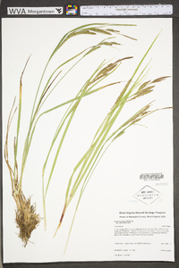 Carex aquatilis var. substricta image