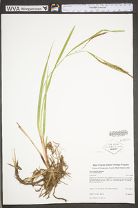 Carex aquatilis var. substricta image