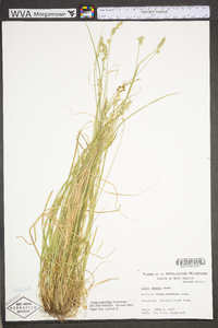 Carex argyrantha image