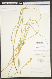 Carex argyrantha image