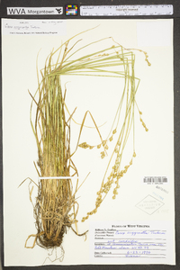 Carex argyrantha image