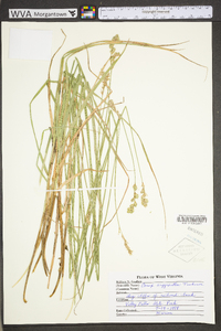 Carex argyrantha image