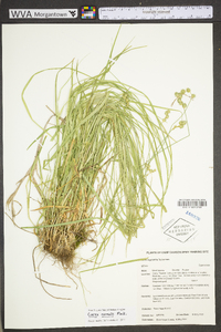 Carex argyrantha image