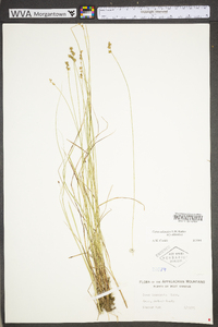 Carex atlantica subsp. atlantica image