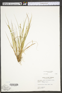 Carex atlantica subsp. atlantica image