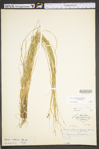 Carex atlantica subsp. atlantica image