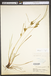 Carex baileyi image