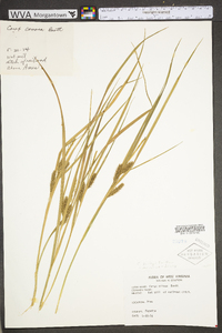 Carex baileyi image