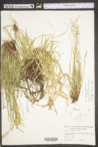 Carex communis var. communis image