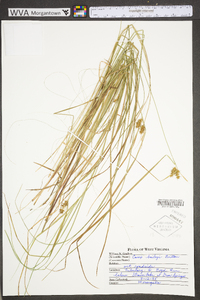 Carex baileyi image