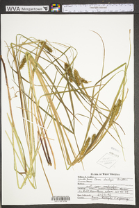 Carex baileyi image