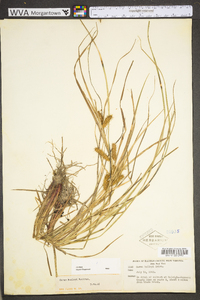 Carex baileyi image