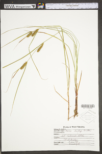 Carex baileyi image