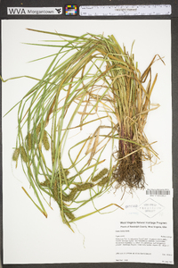 Carex baileyi image