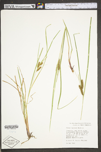 Carex baileyi image