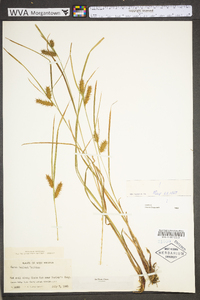 Carex baileyi image