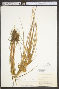 Carex baileyi image