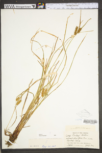 Carex baileyi image