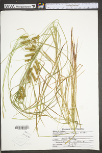 Carex baileyi image