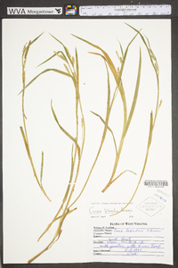 Carex laxiculmis image