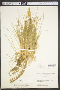 Carex bromoides image