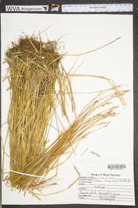 Carex bromoides subsp. bromoides image