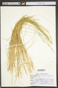 Carex bromoides image