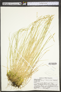 Carex bromoides image