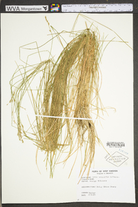 Carex bromoides subsp. bromoides image