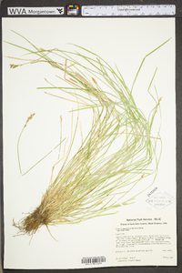 Carex bromoides subsp. bromoides image