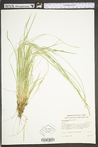 Carex bromoides subsp. bromoides image