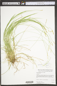 Carex bromoides image