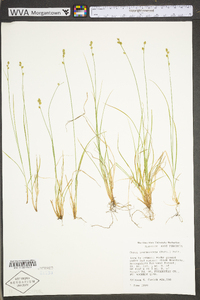 Carex brunnescens subsp. sphaerostachya image