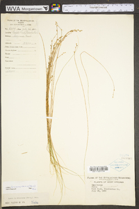 Carex brunnescens subsp. sphaerostachya image