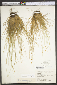 Carex brunnescens subsp. sphaerostachya image