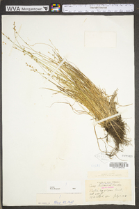 Carex brunnescens subsp. sphaerostachya image