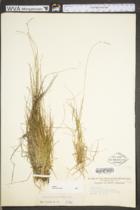 Carex brunnescens subsp. sphaerostachya image